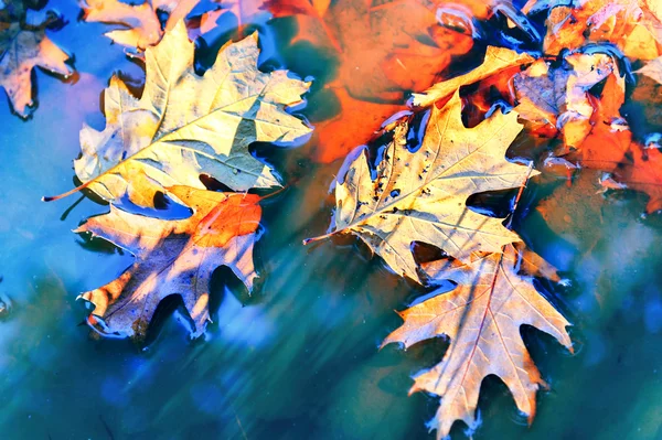 Hojas de roble flotando en el agua —  Fotos de Stock