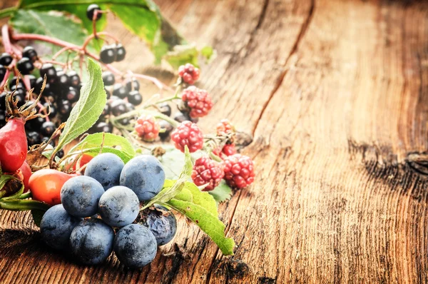 Autumn still life with wild forest berries — Stock Image Autumn still life with wild forest berries Stock Image