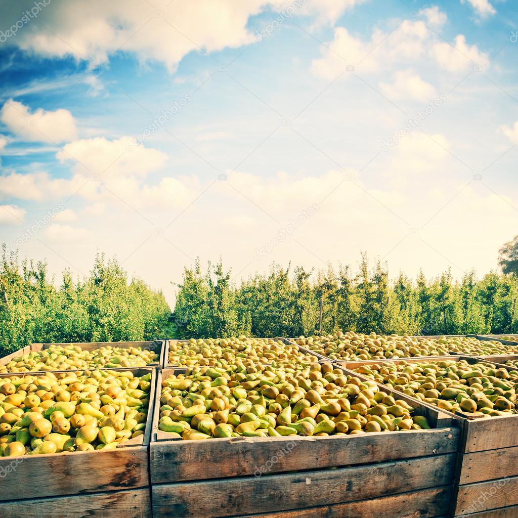 Freshly harvested pears in wooden crates