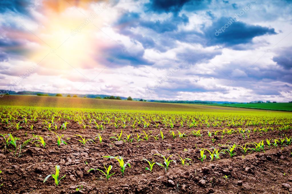 Agricultural field with corn sprouts