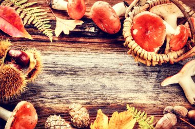 Orman mantar ile sonbahar çerçeve