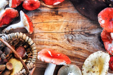 Orman mantar ile sonbahar çerçeve