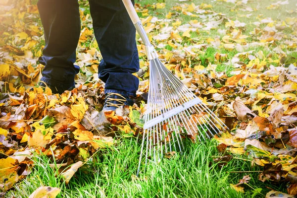 Jardineiro raking queda folhas no jardim — Fotografia de Stock