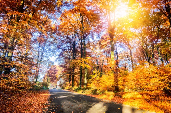 Paisagem de outono com estrada rural — Fotografia de Stock