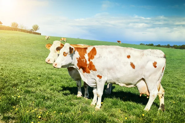 Besättning med kor som betar på gröna fält — Stockfoto