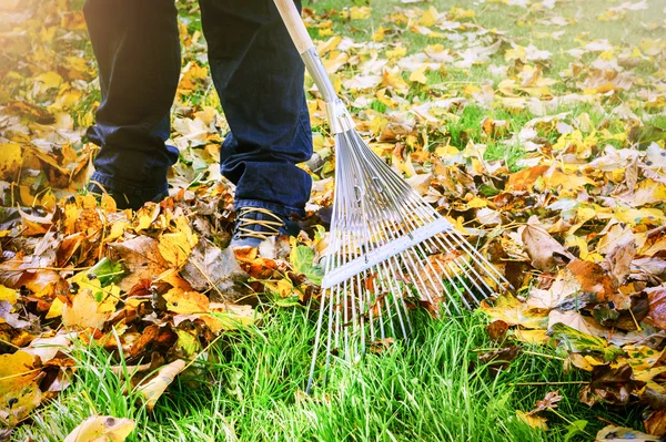 Jardinero rastrillando hojas de otoño en el jardín Imagen de archivo