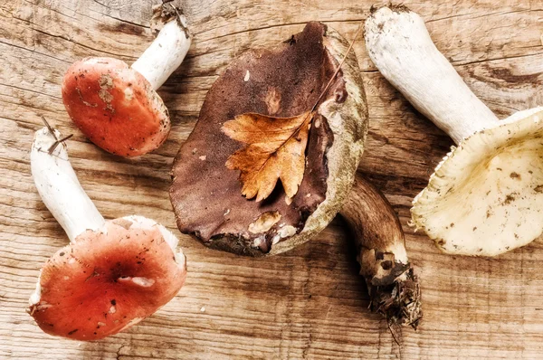 Autumn still life with forest mushrooms — Stock Image Autumn still life with forest mushrooms Stock Image
