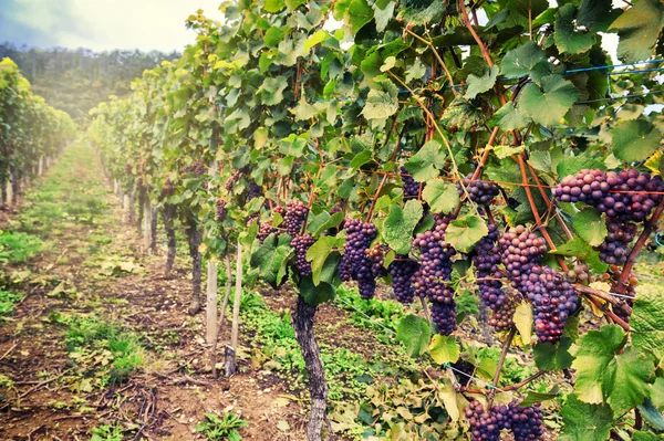 Пейзаж з осінніми виноградниками та органічним виноградом — стокове фото