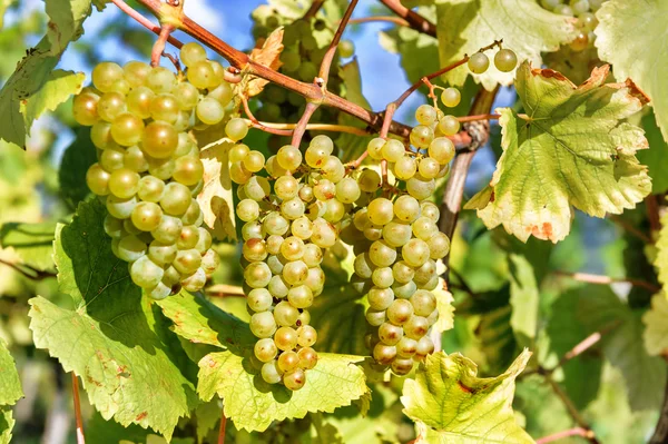 Kilka świeżych winogron organicznych — Zdjęcie stockowe