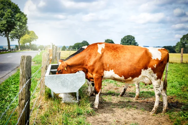 Cows drinking water — Stock Photo, Image