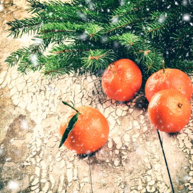 Taze mandalina ve çam dalları ile Noel ayarı