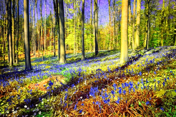 Spring forest covered with bluebells