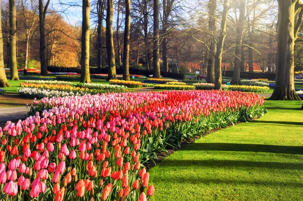 Paesaggio primaverile con tulipani multicolori — Foto Stock