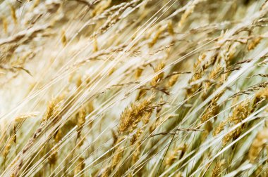 Yabani otlar ile doğa arka plan