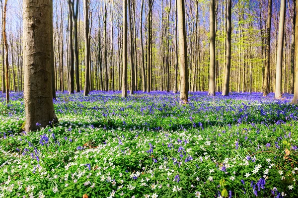 Sinos azuis e flores de anêmonas — Fotografia de Stock