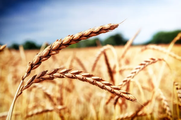 Golden wheat field — Stock Photo, Image