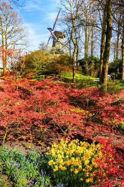 季節の花で春の風景 — ストック写真