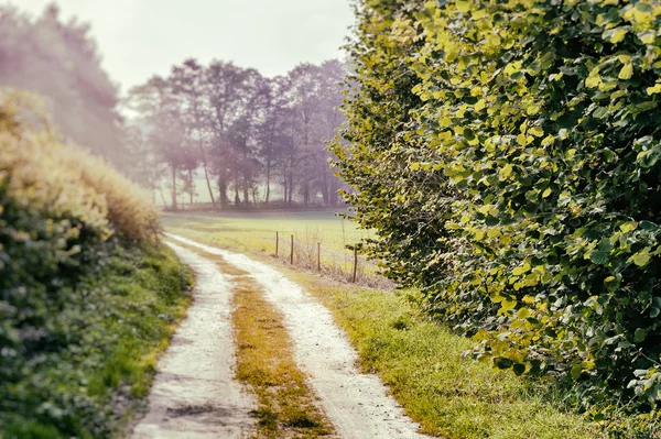 Paesaggio estivo con strada di campagna — Foto Stock