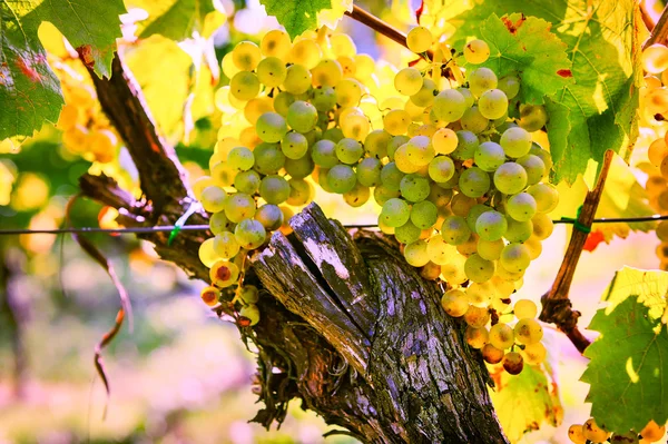 Uva orgánica fresca en rama de vid — Foto de Stock