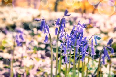 Bahar ormandaki güzel bluebells