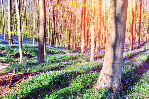 Весенний лес, покрытый колокольчиками — стоковое фото