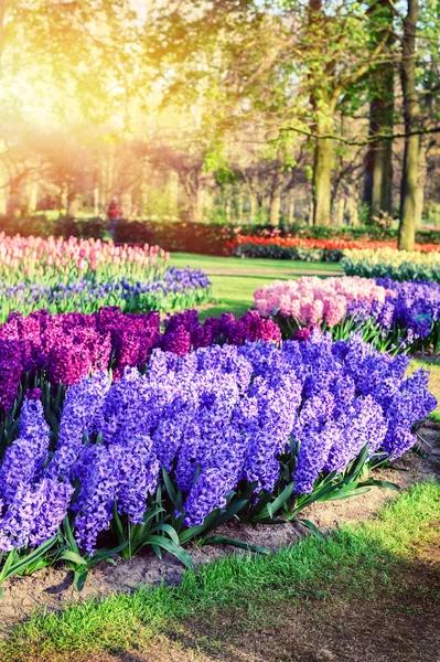 Paesaggio primaverile con bellissimi giacinti — Foto Stock