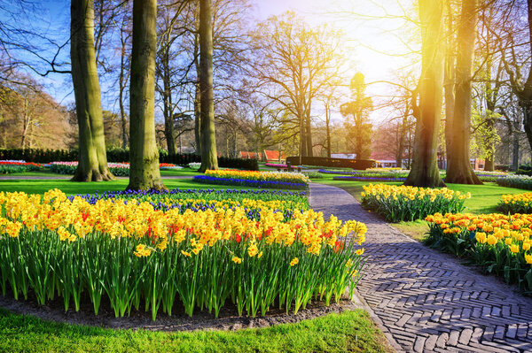 Spring landscape with yellow daffodils