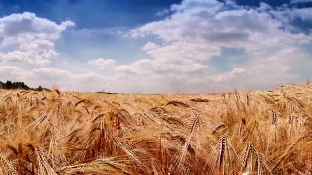 Campo de trigo dourado — Vídeo de Stock