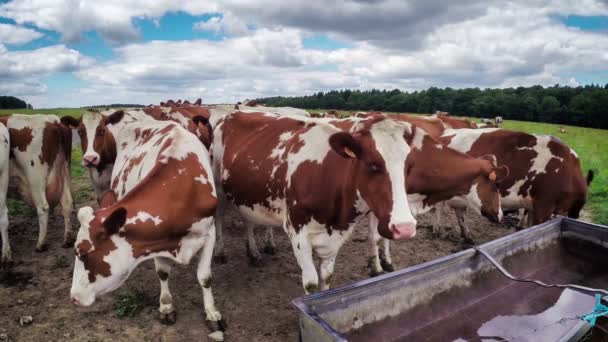 Pâturage des vaches sur le terrain — Video