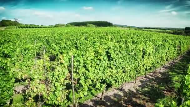 Vista aérea del viñedo — Vídeo de stock