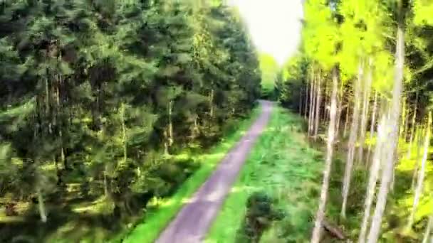 秋の森の空中風景 — ストック動画