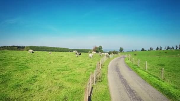 Groene weide met grazende koeien — Stockvideo