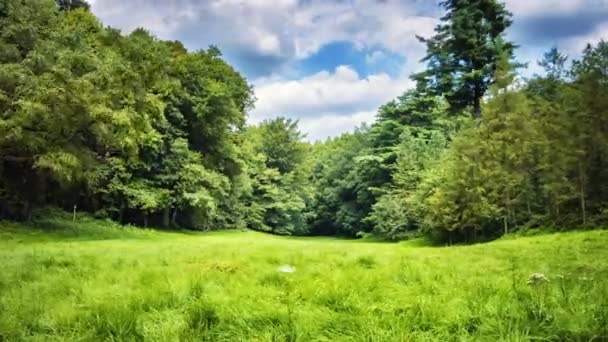 Groen gazon in de zomer bos — Stockvideo