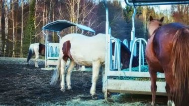 Alan çiftlik atlara