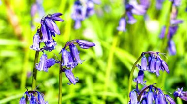 Bluebells bahar ormandaki