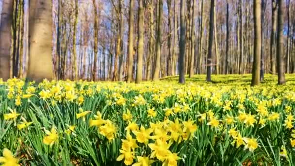 Forest covered by yellow daffodils — Stock Video