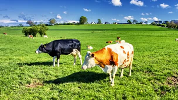 Vacas de pastoreo en el día de verano — Vídeo de stock