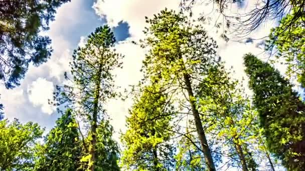 Bewolkte hemel en bomen kronen — Stockvideo