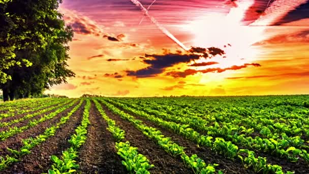 Agricultural field with sugar beet — Stock Video