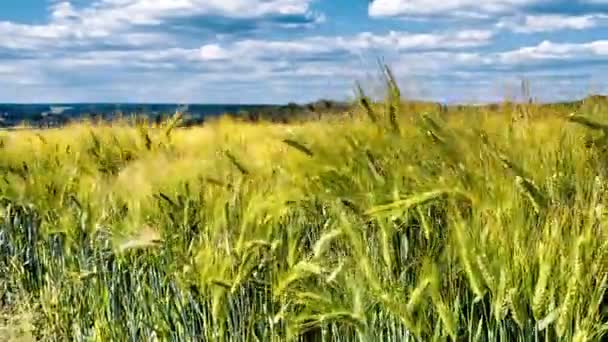 Пейзаж с пшеничным полем — стоковое видео