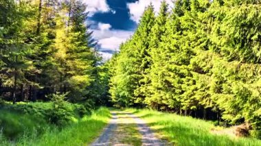 ülkede yol yaz orman