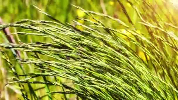 Дикая трава в ветреную погоду — стоковое видео