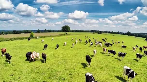 campagne estivale avec vaches brouteuses 