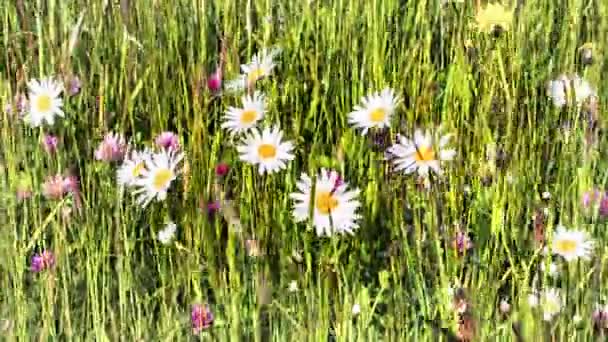 Feld mit Gänseblümchen bedeckt — Stockvideo