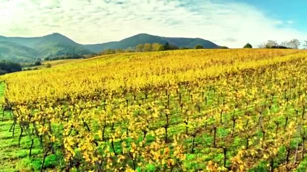 Вид с воздуха на виноградный луг — стоковое видео