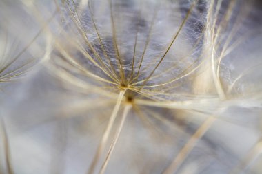 soyut Karahindiba çiçeği arka plan, aşırı closeup. büyük dandelion doğal zemin üzerinde. Sanat Fotoğrafçılık