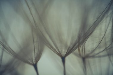 soyut Karahindiba çiçeği arka plan, aşırı closeup. büyük dandelion doğal zemin üzerinde. Sanat Fotoğrafçılık