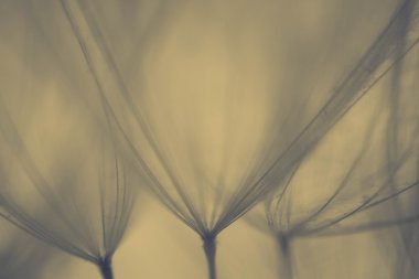 soyut Karahindiba çiçeği arka plan, aşırı closeup. büyük dandelion doğal zemin üzerinde. Sanat Fotoğrafçılık