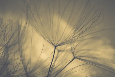 soyut Karahindiba çiçeği arka plan, aşırı closeup. büyük dandelion doğal zemin üzerinde. Sanat Fotoğrafçılık