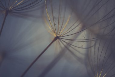 soyut Karahindiba çiçeği arka plan, aşırı closeup. büyük dandelion doğal zemin üzerinde. Sanat Fotoğrafçılık